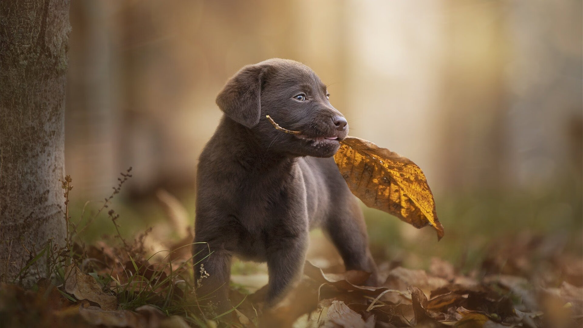 亚运会共设40个大项，吸引45个国家和地区参赛，亚运会上有多少项运动项目