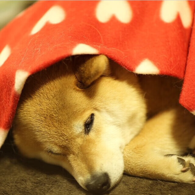 法甲精彩瞬间，专家分析战术布置对于比赛结果的决定作用，球赛战术分析