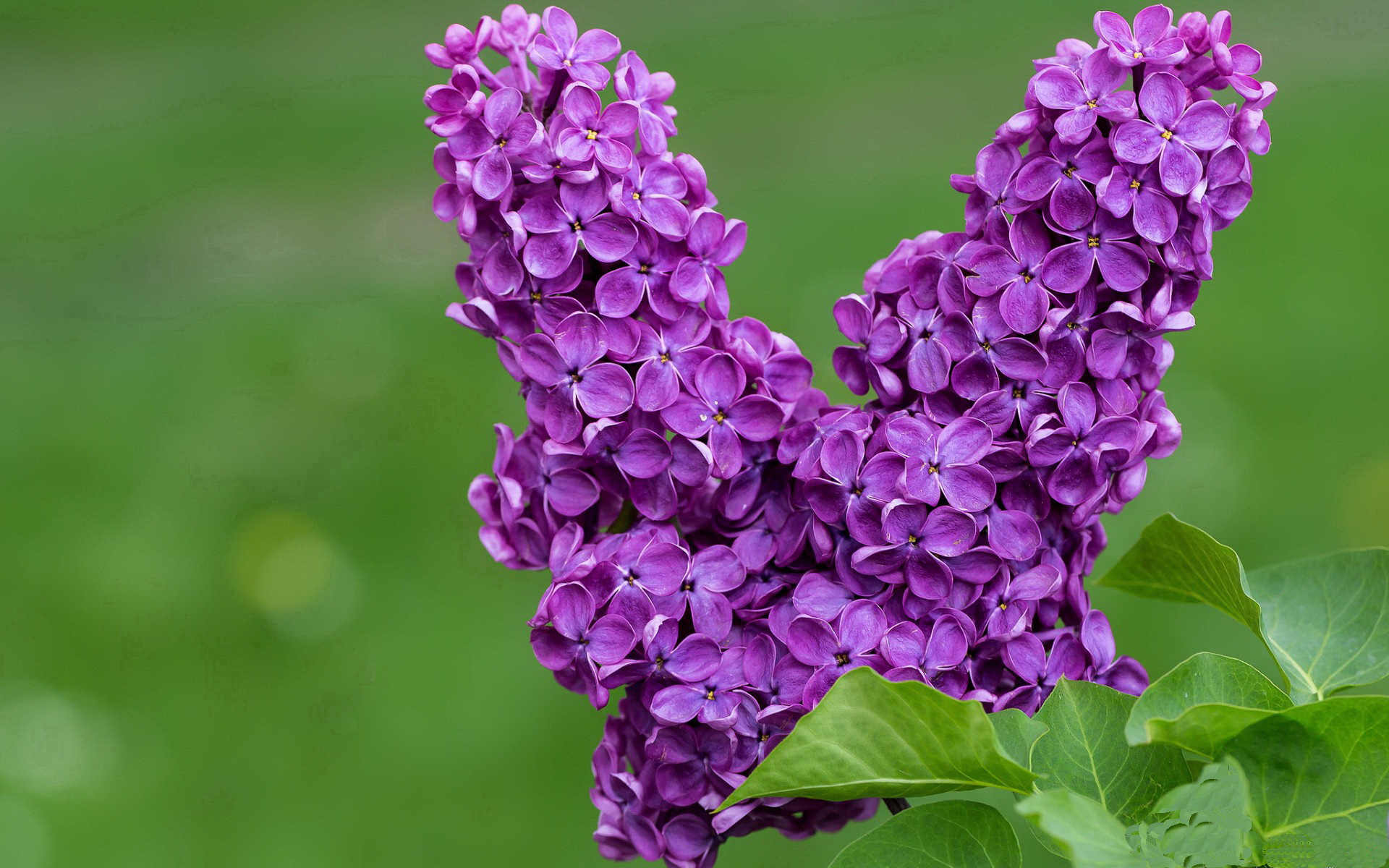 乌迪内斯-输给帕尔马，连续不胜，乌迪内斯最新阵容