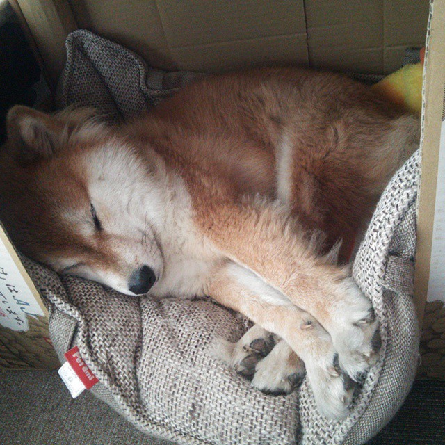 弗拉门戈欧冠表现亮眼,弗拉门戈足球官网