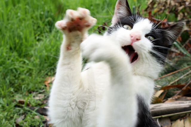 欧洲冠军联赛：半决赛对决分析，悬念迭起，欧洲冠军杯半决赛开打时间