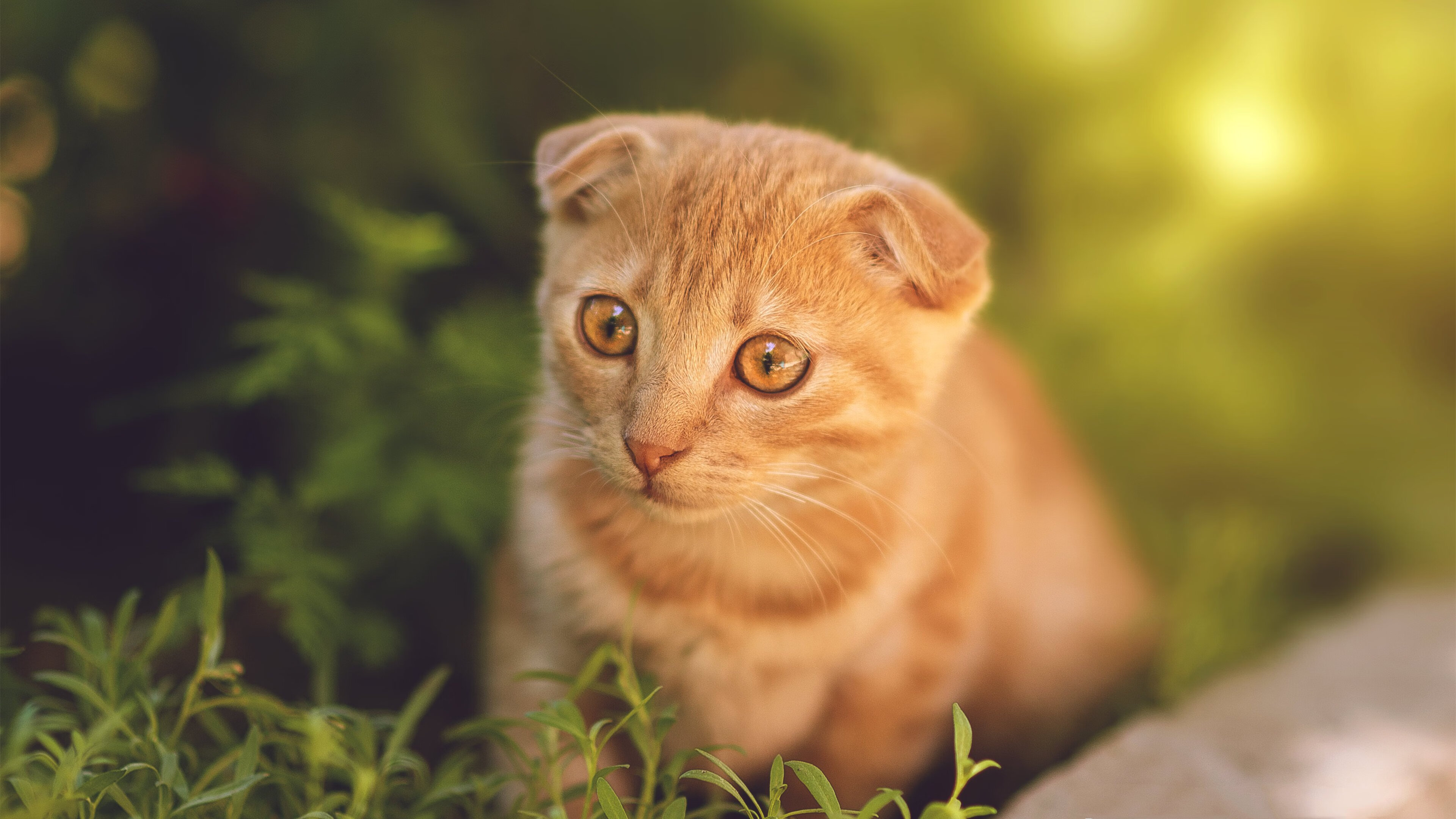 赛场外的争议：裁判判罚引发的热议与反思，关于赛场外的作文