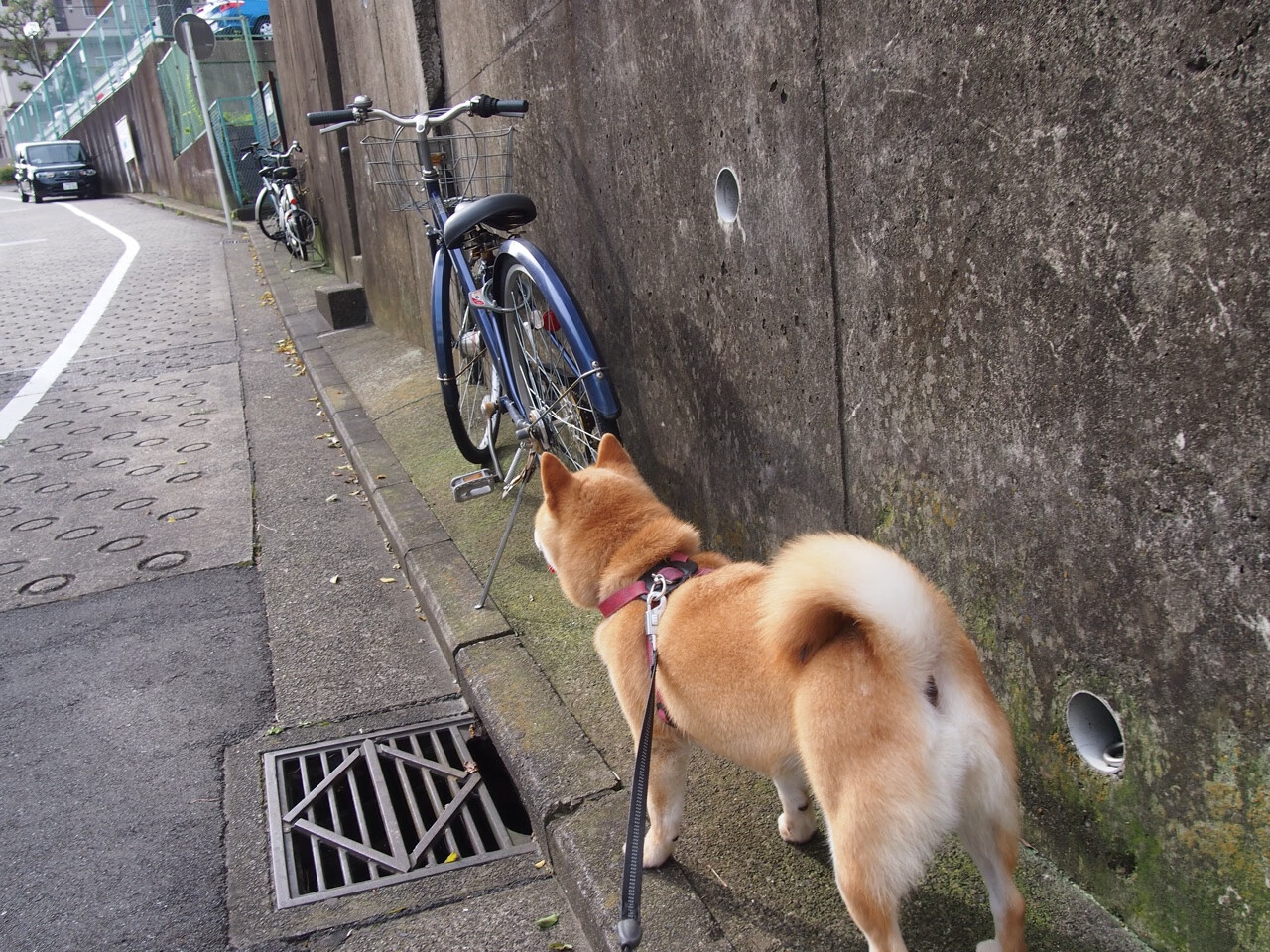 体育新闻中心开展体育短视频内容创作培训，如何创新体育短视频